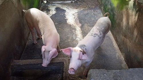 Babi milik peternak di Dusun Abang Kelod, Desa dan Kecamatan Abang, Kabupaten Karangasem