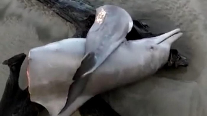 Bangkai lumba-lumba hidung botol ditemukan terdampar di pantai.