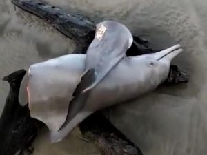 Lumba-lumba Hidung Botol Ditemukan Terbelah Dua di Pantai Seluma
