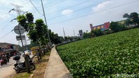 Sebagian wilayah perairan di Situ Ciledug saat ini tertutup eceng gondok.