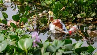Tampak ada sampah plastik di antaranya eceng gondok.