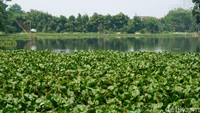 Eceng gondok atau Eichornia crassipes merupakan gulma di air karena pertumbuhannya yang begitu cepat.  