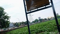 Karena pertumbuhan yang cepat, maka eceng gondok dapat menutupi permukaan air dan menimbulkan masalah pada lingkungan.