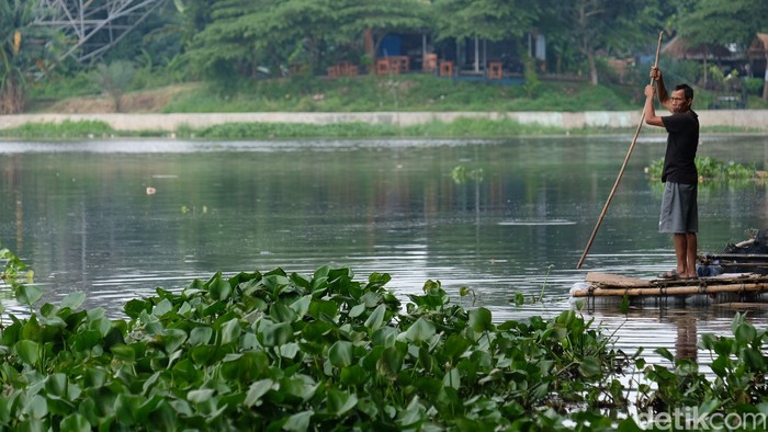 Tanaman eceng gondok menutupi sebagian Situ Ciledug, Pamulang, Tangsel. Banyaknya eceng gondok diketahui menjadi indikator pencemaran air.