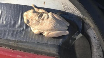 Ibu bukan ayam yang siap diolah. Foto: Reddit