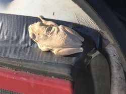 Awas! Deretan Foto Ini Benar-benar Mengecoh Mata