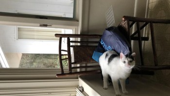 Kucing ini tidak benar-benar sedang berdiri. Foto: Reddit