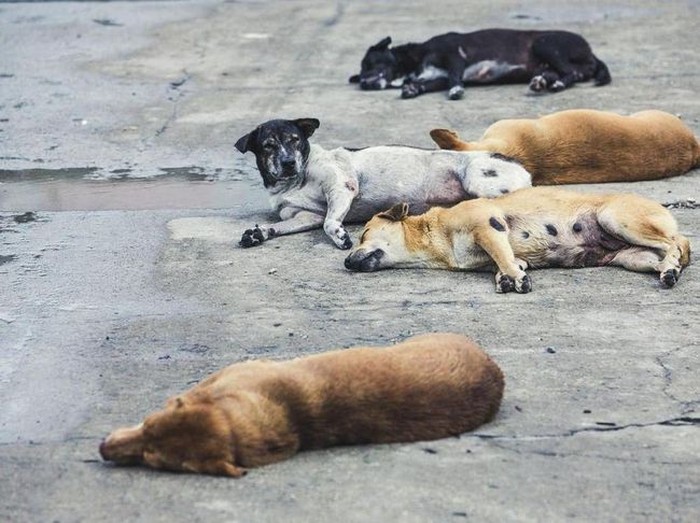 Ilustrasi populasi anjing