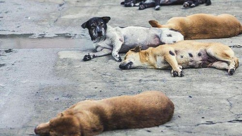 Ilustrasi populasi anjing