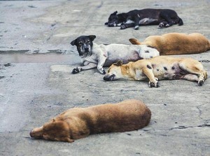 Parlemen Korsel Sahkan UU Larangan Konsumsi Daging Anjing