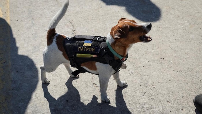 Ini Anjing Pelacak Ranjau yang Dapat Medali dari Presiden Ukraina Presiden Ukraina Volodymyr Zelensky memberikan medali kepada seekor anjing bernama Patron. Bukan anjing biasa, Patron dilatih untuk mampu melacak ranjau.