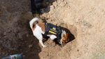 Ini Anjing Pelacak Ranjau yang Dapat Medali dari Presiden Ukraina