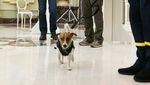 Ini Anjing Pelacak Ranjau yang Dapat Medali dari Presiden Ukraina