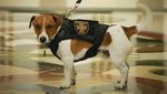 Ini Anjing Pelacak Ranjau yang Dapat Medali dari Presiden Ukraina