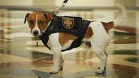 Dalam kesempatan itu, Zelensky mengatakan bahwa Patron tak hanya membantu melacak keberadaan ranjau, anjing itu juga turut membantu menetralisir bahan peledak serta mengajarkan anak-anak mengenai aturan keselamatan yang diperlukan di daerah rawan ranjau. (Efrem Lukatsky/AP Photo).