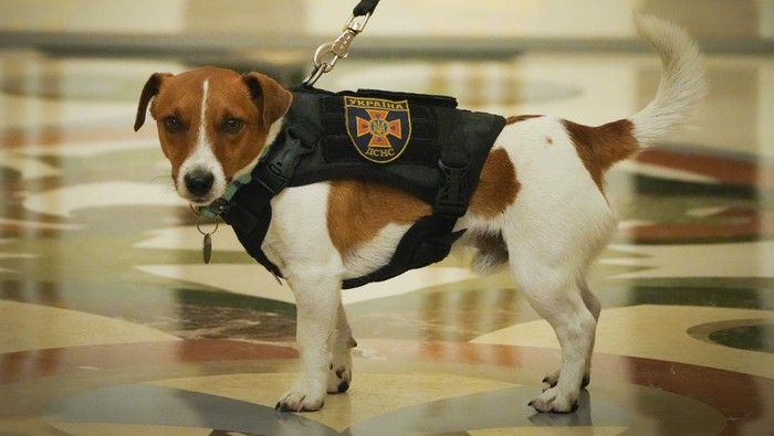 Ini Anjing Pelacak Ranjau yang Dapat Medali dari Presiden Ukraina Presiden Ukraina Volodymyr Zelensky memberikan medali kepada seekor anjing bernama Patron. Bukan anjing biasa, Patron dilatih untuk mampu melacak ranjau.