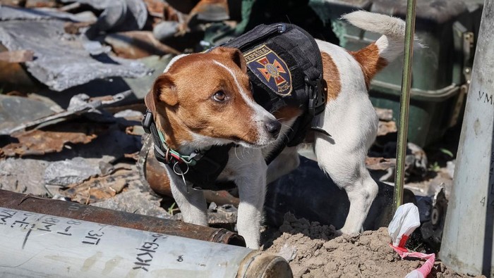 Ini Anjing Pelacak Ranjau yang Dapat Medali dari Presiden Ukraina Presiden Ukraina Volodymyr Zelensky memberikan medali kepada seekor anjing bernama Patron. Bukan anjing biasa, Patron dilatih untuk mampu melacak ranjau.