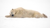 Fotografer bernama Carlos Osorio memotret seekor beruang kutub yang sedang tidur di Teluk Hudson di Churchill, Kanada. REUTERS/Carlos Osorio.