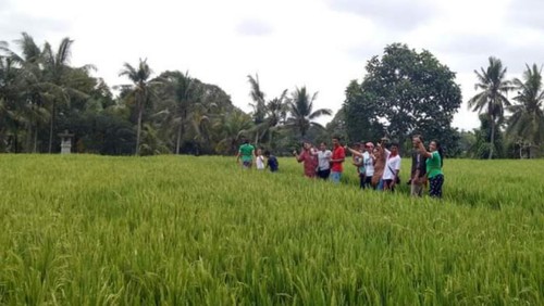 Kegiatan Susur Sawah, Susur Budaya, atau Susur Desa di Desa Ekowisata Nyambu sebelum pandemi COVID-19.