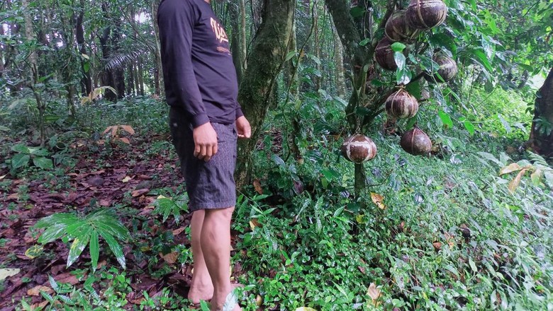Ketut Sukarta saat menunjukkan batok kelapa berisi ari-ari yang ditempatkan bergerombol. Ketut Sukarta saat menunjukkan batok kelapa berisi ari-ari yang ditempatkan bergerombol.