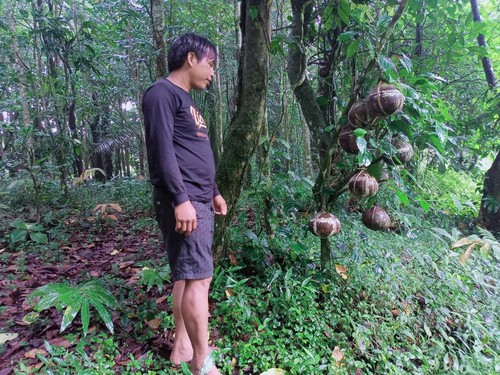 Ketut Sukarta saat menunjukkan batok kelapa berisi ari-ari yang ditempatkan bergerombol.