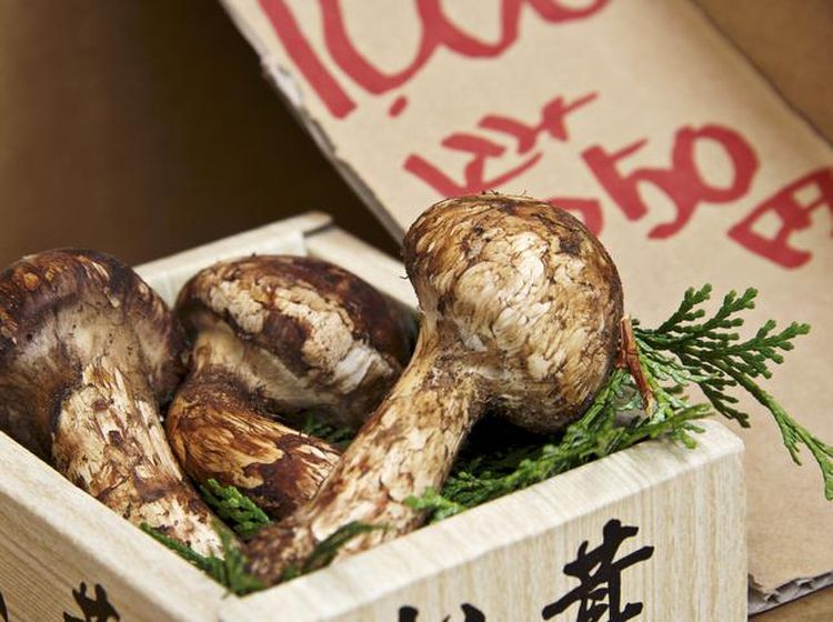 10 Makanan Termahal Dunia Ini Harganya Ada yang Mencapai Rp 500 Juta