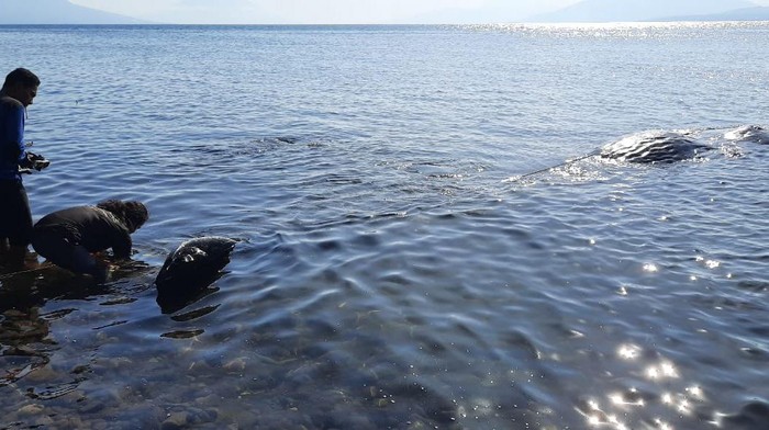 paus sperma Bangkai Paus sperma yang terdampar di Pantai Dusun Riangkaha, Desa Riangrita, Kecamatan Ilebura, Kabupaten Flores Timur, menjadi tontonan warga sebelum dipotong-potong dan dibagi-bagi kepada warga setempat, Senin (9/5/2022).