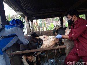 Belasan Ekor Sapi di Boyolali Positif Terjangkit Penyakit Mulut dan Kuku