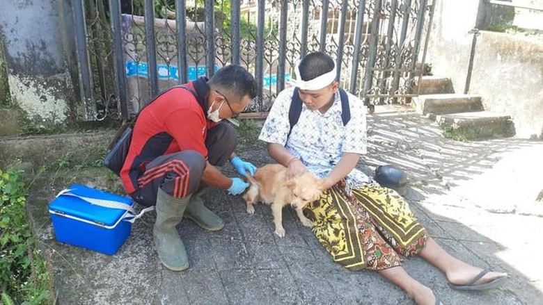 Petugas saat melakukan vaksinasi terhadap anjing di Bali Petugas saat melakukan vaksinasi terhadap anjing di Bali