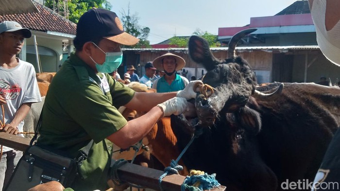 Sapi di pasar hewan Jatinom diperiksa tim Dinas Ketahanan Pangan dan Pertanian Pemkab Klaten, Selasa (10/5/2022).