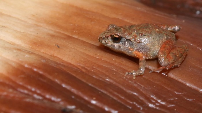 Spesies Katak Baru di Meksiko