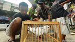 Serunya Bermain Burung di Tengah Gempuran Game Online