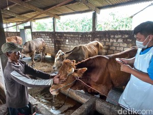 50 dari 153 Sapi yang Terjangkit PMK di Lamongan Mulai Sembuh