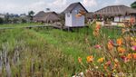 Makan Nasi Liwet dan Gurame Bakar di Resto Konsep Sawah di Bogor