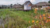 DSawah Resto ini masih terbilang baru, berlokasi di kawasan Cilubang Mekar, Bogor, resto ini baru beroperasi kurang lebih satu tahun. Foto: detikFood/Devi S. Lestari