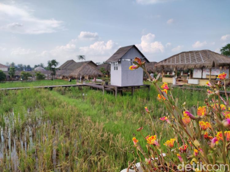 Makan Nasi Liwet dan Gurame Bakar di Resto Konsep Sawah di Bogor