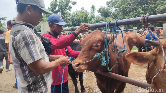 penyakit mulut kuku hewan
