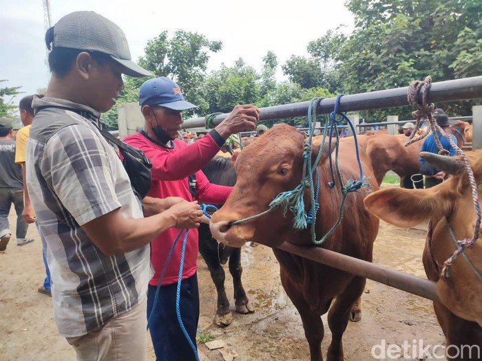 penyakit mulut kuku hewan