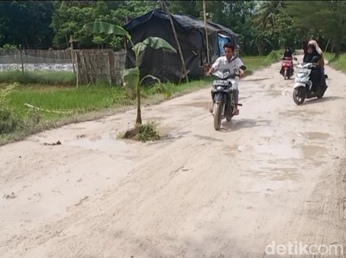 Jalan rusak ditanami pohon pisang di Sumenep