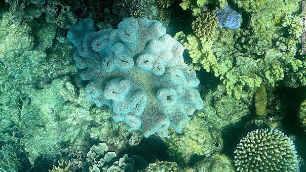 Pemutihan terumbu karang di Great Barrier Reef