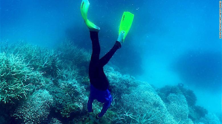 Pemutihan terumbu karang di Great Barrier Reef Pemutihan terumbu karang di Great Barrier Reef