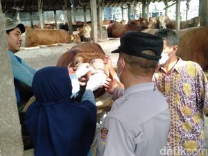 Peternak Sapi Nganjuk Diminta Waspada Wabah Penyakit Mulut dan Kuku