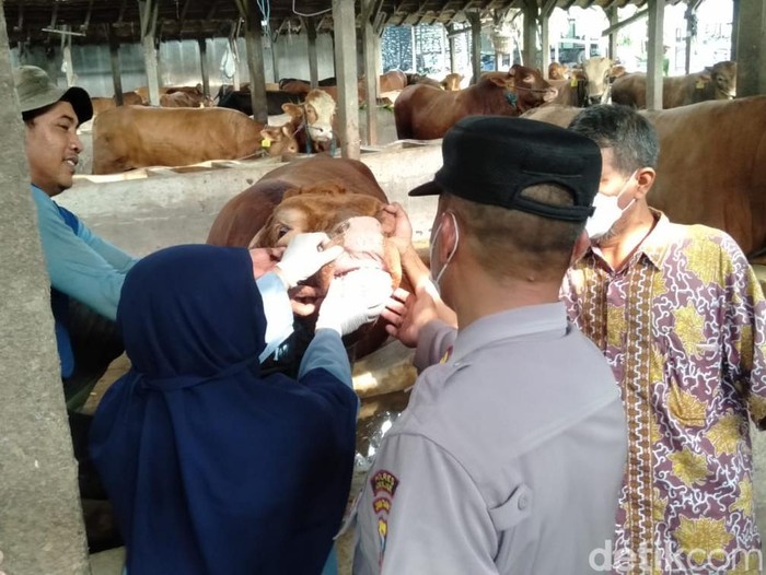Peternak Nganjuk diminta waspada wabah Penyakit Mulut dan Kuku