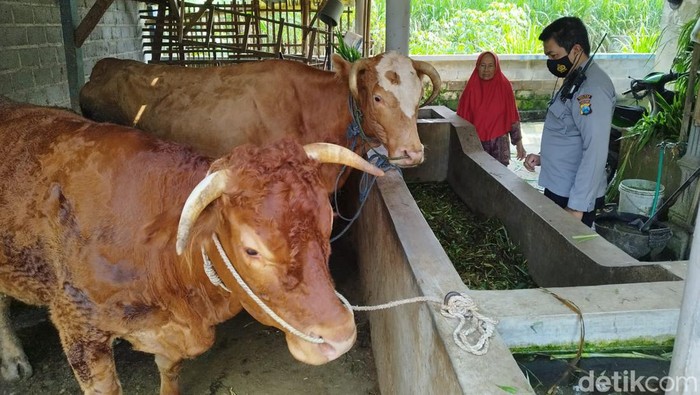 Peternak sapi di Kabupaten Malang.