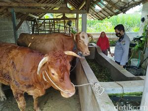 Akademisi UB Duga Wabah PMK Berasal dari Luar Negeri