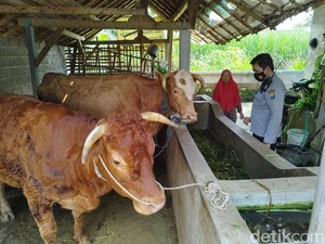Terus Meningkat, 509 Sapi di Kabupaten Malang Terserang Wabah PMK