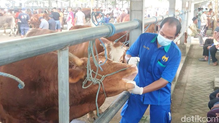 Petugas Dinkes Tulungagung periksa kesehatan sapi dan semprotkan disinfektan