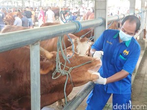 Tulungagung Larang Distribusi Ternak dari Daerah KLB Wabah PMK
