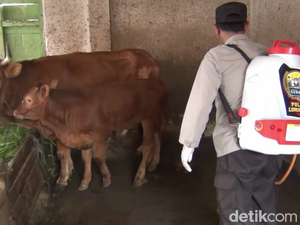 124 Sapi di Lumajang Terindikasi Terjangkit Penyakit Mulut dan Kuku