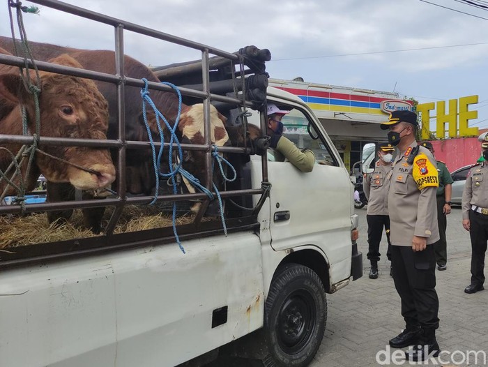 Polisi hentikan pikap memuat sapi dan memutar balikkan kendaraan itu.
